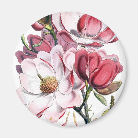 Roze Magnolia Flowers Magneet (Voorkant)