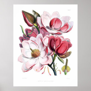 Roze Magnolia Flowers Print
