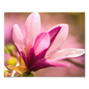 Roze Magnolia Foto Afdruk