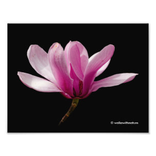 Roze Magnolia op zwart Foto Afdruk