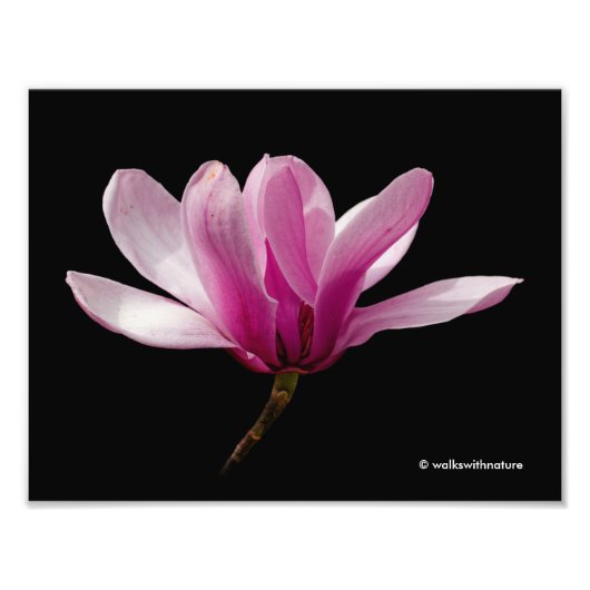 Roze Magnolia op zwart Foto Afdruk (Voorkant)