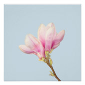 Roze Magnolia Poster (Voorkant)