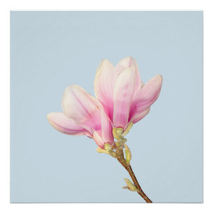 Roze Magnolia Poster