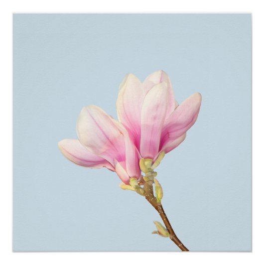Roze Magnolia Poster (Voorkant)