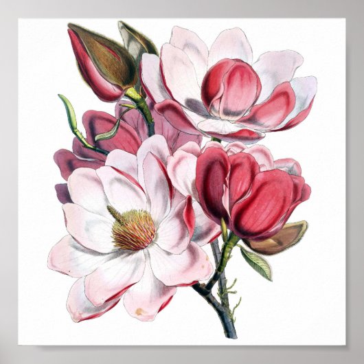 Roze Magnolia Poster (Voorkant)
