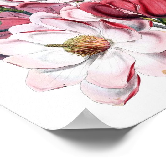Roze Magnolia Poster (Hoek)