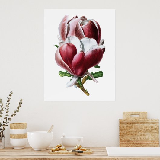 Roze magnolia poster grote bloemen (Keuken)