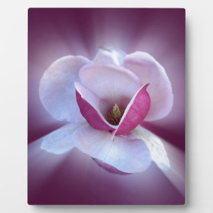 roze magnolia shades fotoplaat