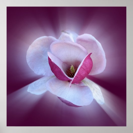roze magnolia shades poster (Voorkant)