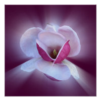 roze magnolia tinten