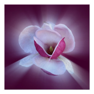 roze magnolia tinten poster