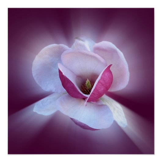 roze magnolia tinten poster (Voorkant)