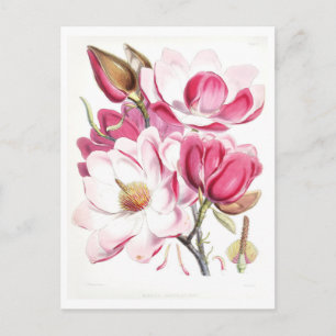 Roze Magnolia Vintage Botanische Ansichtkaart Briefkaart