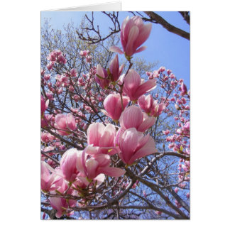 roze magnolias