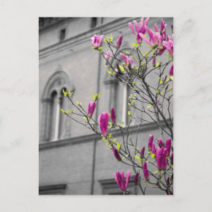Roze Magnolias Briefkaart