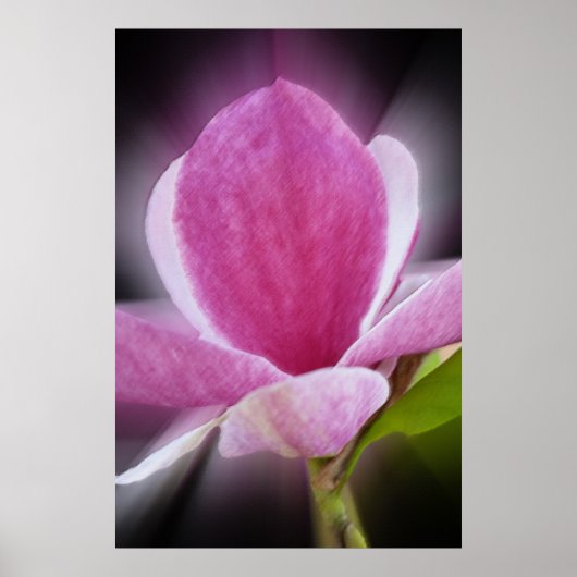 roze magnolibloem poster (Voorkant)