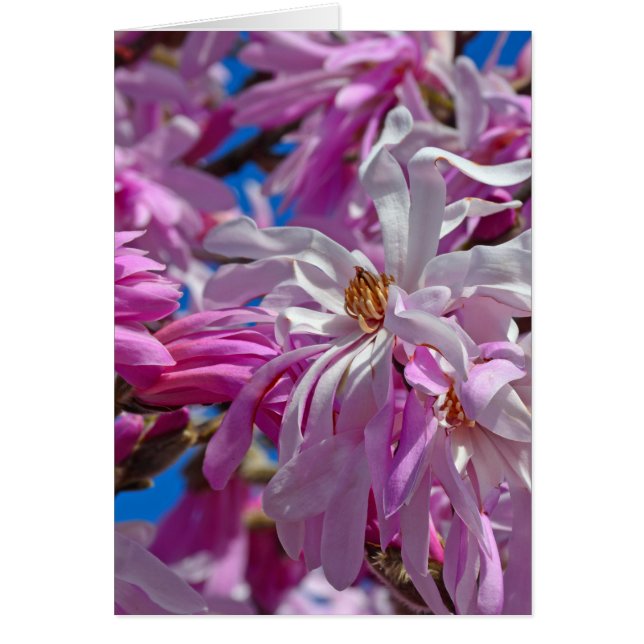 Roze magnolibloemen (Voorkant)