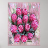 Roze Mamosa Protea Poster (Voorkant)