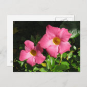 Roze Mandavilla Vine Flowers Briefkaart (Voorkant / Achterkant)