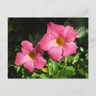 Roze Mandavilla Vine Flowers Briefkaart