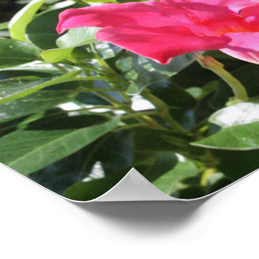Roze Mandevilla Poster (Hoek)