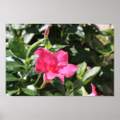Roze Mandevilla Poster (Voorkant)
