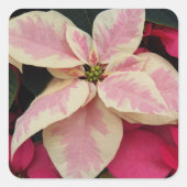 Roze Marble Poinsettia Holiday Vierkante Sticker (Voorkant)