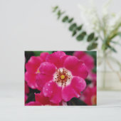 Roze Meidiland (tm) Shrub Roos "Meipoque" Geel f Briefkaart (Staand voorkant)