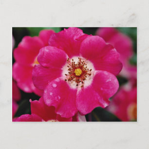 Roze Meidiland (tm) Shrub Roos "Meipoque" Geel f Briefkaart
