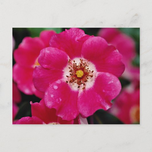 Roze Meidiland (tm) Shrub Roos "Meipoque" Geel f Briefkaart (Voorkant)