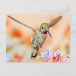 Roze, met roze ontrokken levende vogel die over de briefkaart