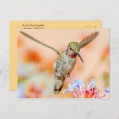 Roze, met roze ontrokken levende vogel die over de briefkaart (Voorkant / Achterkant)