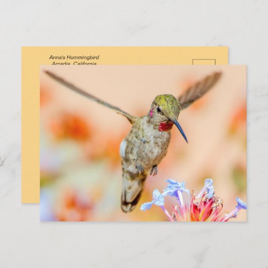 Roze, met roze ontrokken levende vogel die over de briefkaart (Voorkant / Achterkant)