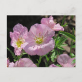 Roze Mexicaanse briefkaart Primrose (Voorkant)