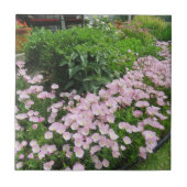 Roze Mexicaanse Evening Primrose Tegeltje (Voorkant)
