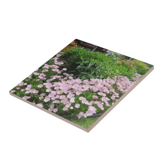 Roze Mexicaanse Evening Primrose Tegeltje (Zijkant)