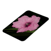 Roze Mexicaanse Petunia (Ruellia Brittoniana of Magneet (Linkerzijde)