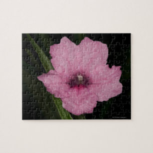 Roze Mexican Petunia (Ruellia Brittoniana of Legpuzzel
