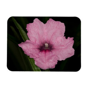 Roze Mexican Petunia (Ruellia Brittoniana of Magneet