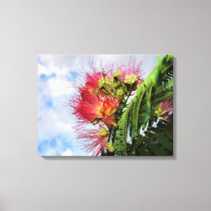 Roze Mimosa Bloeiende Boom  Canvas Afdruk