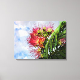 Roze Mimosa Bloeiende Boom  Canvas Afdruk