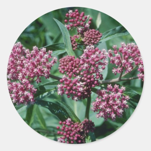 Roze moerasbloemen (Asclepias Incarnata) Ronde Sticker (Voorkant)