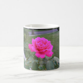 Roze Mok