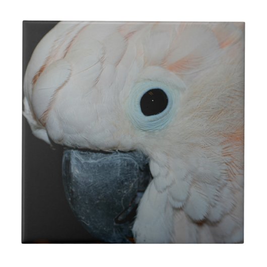 Roze Moluccan Cockatau Parrot Animal Tegeltje (Voorkant)