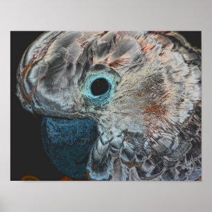 Roze Moluccan Cockatau Parrot Art Poster