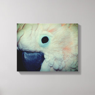Roze Moluccan Cockatau Parrot dicht Canvas Afdruk