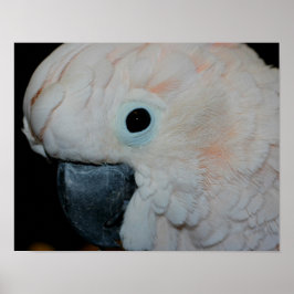 Roze Moluccan Cockatau Parrot Poster