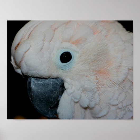 Roze Moluccan Cockatau Parrot Poster (Voorkant)