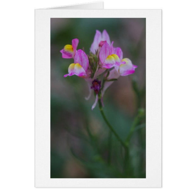 roze momentopnamen (Voorkant)