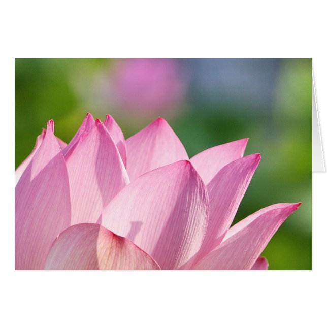 Roze Morning (Voorkant Horizontaal)